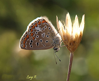 Polyommatus icarus